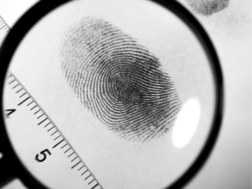 A fingerprint under a magnifying glass with a ruler beside it, highlighting fingerprint details for forensic analysis.