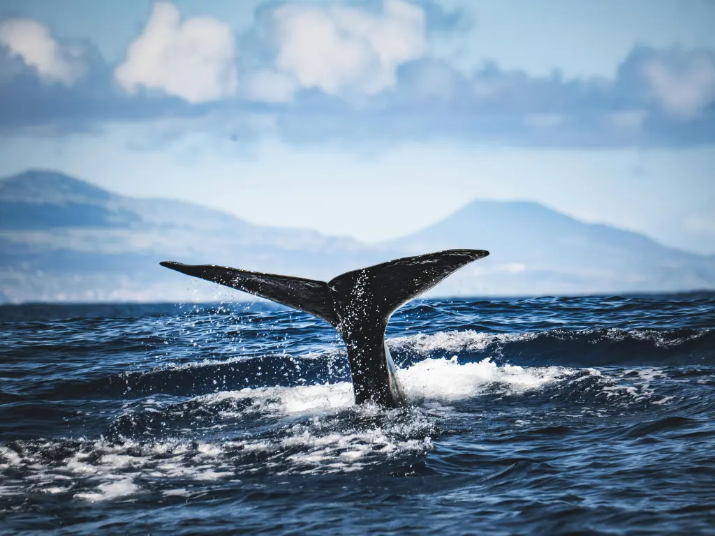 A whale's tail emerges from the ocean, splashing water, with mountains and clouds visible in the distant background.